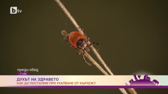 Снимка: Духът на здравето: как да постъпим при ухапване от кърлеж?