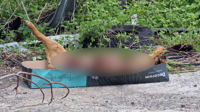 Продължава масовото отравяне на кучета в Сандански открити са още