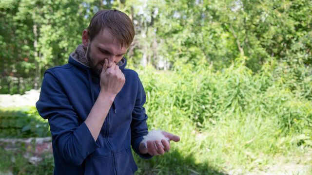 Снимка: Сем. Житни ще дразнят алергичните в цялата страна