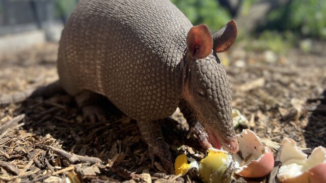 Превръщането на изпражненията на животните в потомство звучи като магически