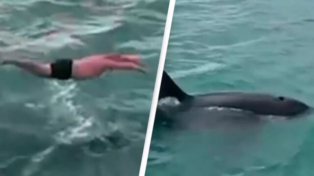 Снимка: Търсач на силни усещания: Мъж скочи върху гърба на косатка (ВИДЕО)