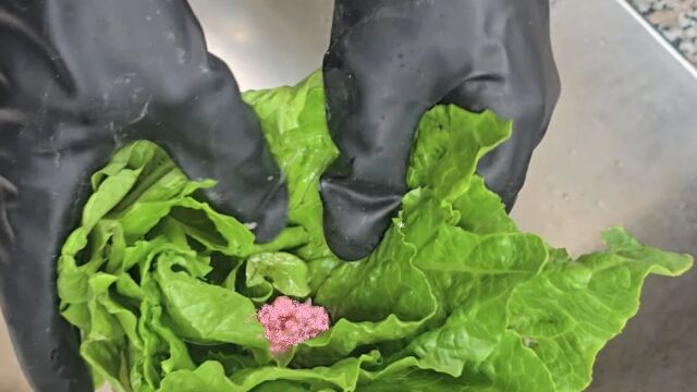 Снимка: Жена откри мъртво бебе гризач в маруля, закупена от супермаркет