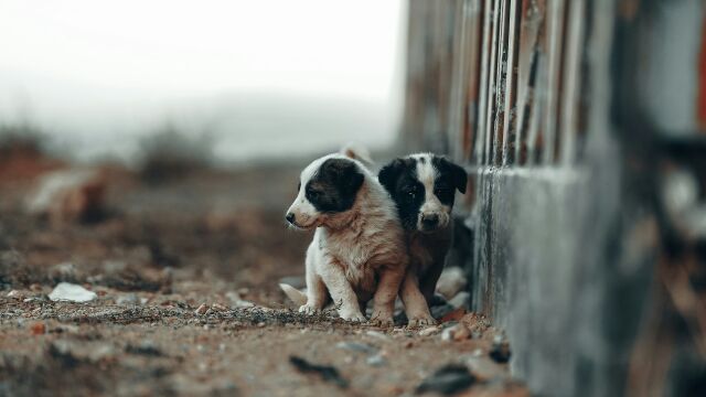 Снимка: Кой пази животните, докато светът гледа футбол? Скандалът набира скорост