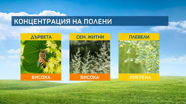 Снимка: Полените могат да алергизират и при краткотрайни валежи