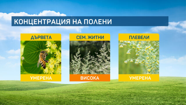 Снимка: От полените най-силен алерген сега са цъфтящите треви