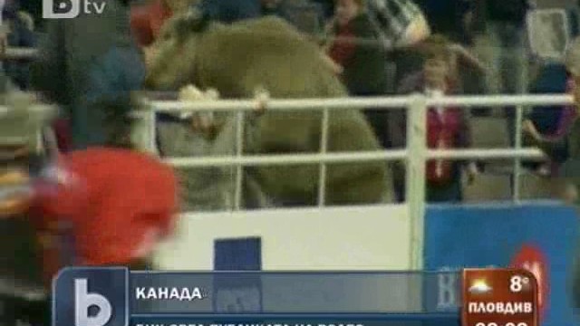 Снимка: Бик подгони хора на родео в Канада