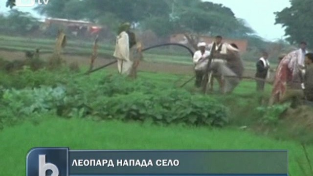 Снимка: Леопард подгони хора в Индия