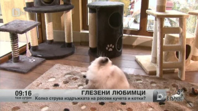 Снимка: Глезени любимци