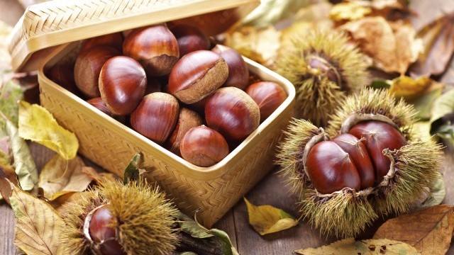 Снимка: Ползи от кестените: Потискат растежа на ракови клетки и пазят очите