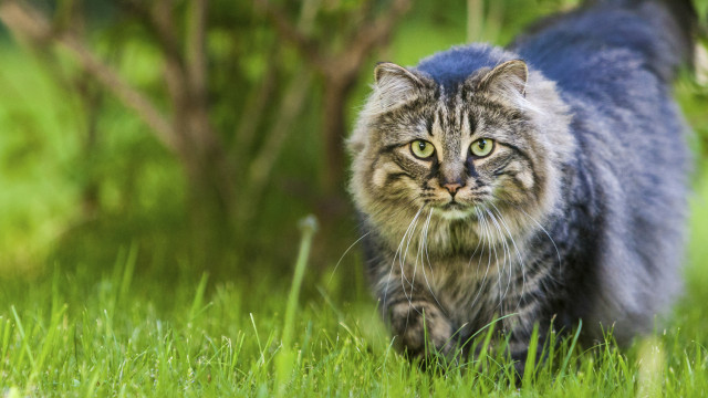 Снимка: Проучване: Ключът към лечението на рака може да се крие в котките