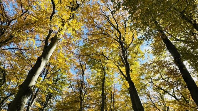 Открита е издирваната във Витоша жена, била е премръзнала
