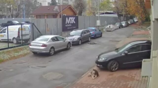 Снимка: Мъж прегази куче в столичния кв. 