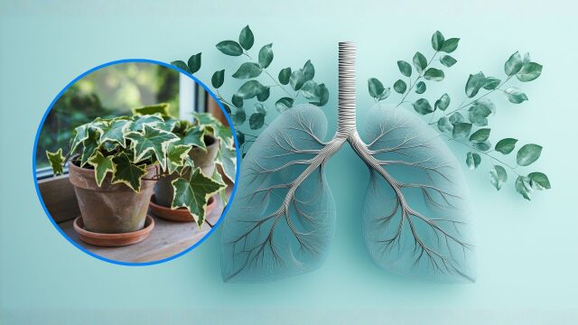 Снимка: Как английският бръшлян помага на белите дробове да „дишат”?