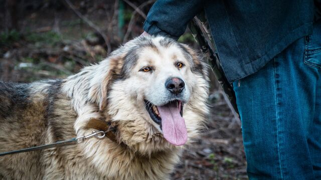 Агресивно куче алабай тормози жителите на столичния кв. „Драгалевци“