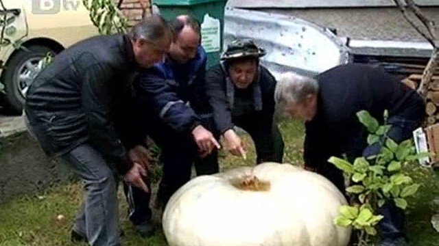 Снимка: Тиква гигант привлича любопитни погледи в Поморие