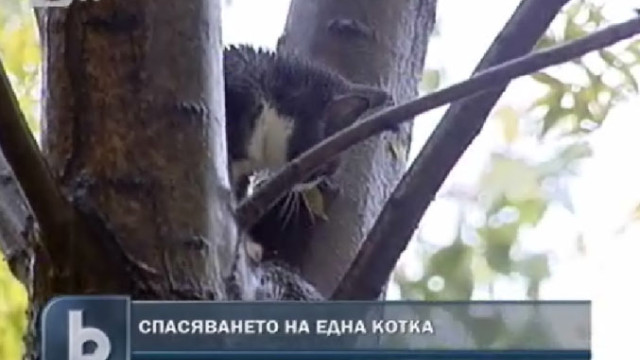 Снимка: Щастлив край на историята с бедстващо коте в ж.к. 
