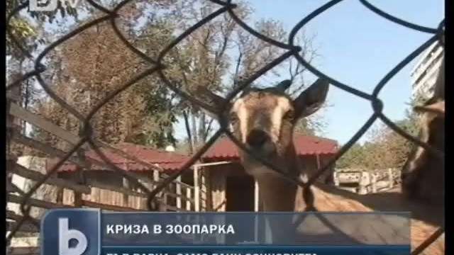 Снимка: Животните от варненския зоопарк останаха без осиновители 
