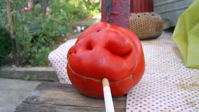 Смята се че плодовете на черното куче грозде са убили