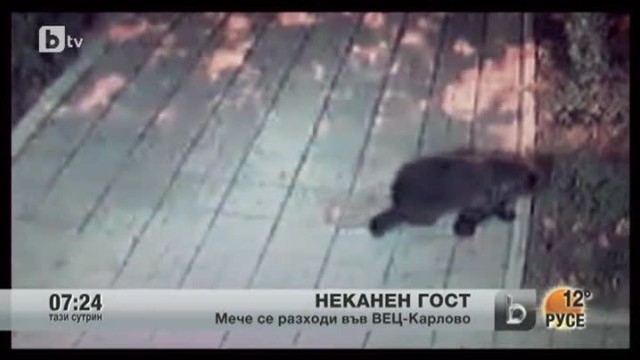 Снимка: Малко мече се разходи из Карлово