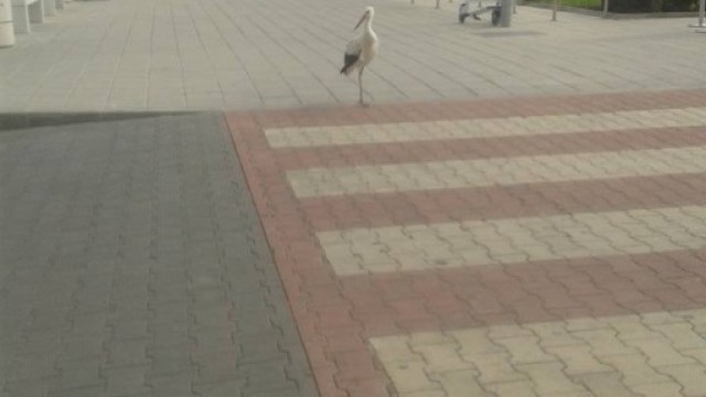 Снимка: Щъркел скита на летище Бургас (СНИМКИ)