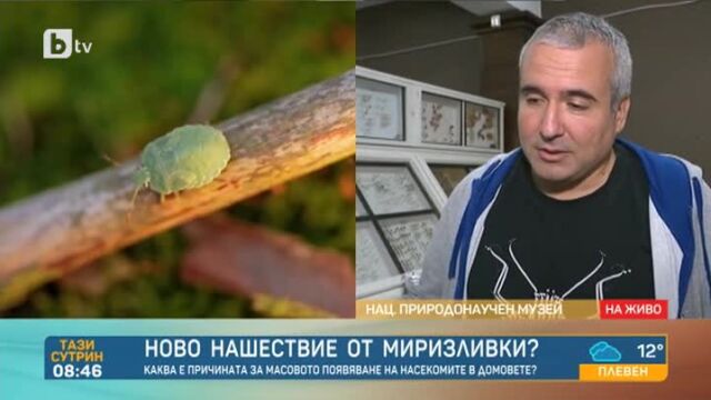 Снимка: Защо има толкова много миризливки и опасни ли са? 