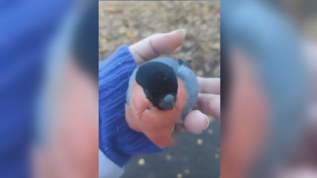 Снимка: Птици, но алкохолици: Червенушки се напиха с ферментирали плодове (ВИДЕО)