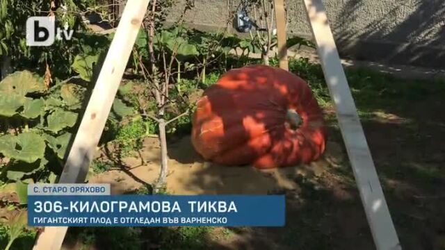 Снимка: Ето това е тиква! 306 кг чудовище отгледаха в село край морето (ВИДЕО)