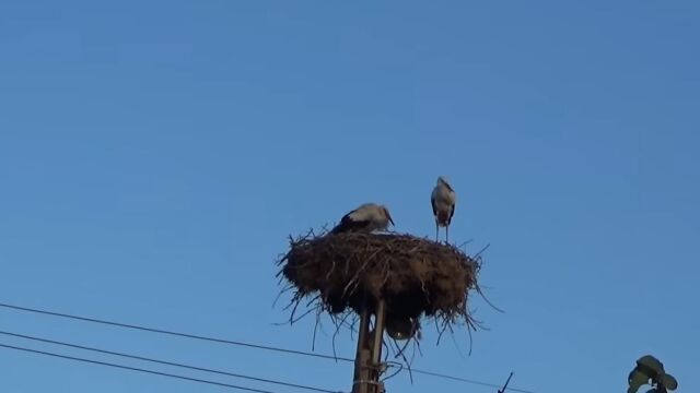 Снимка: 