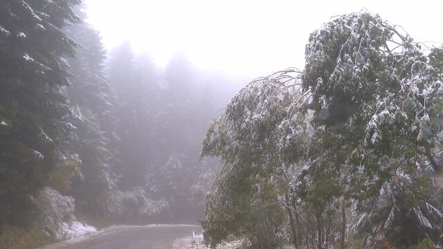 Снимка: Столична община затваря временно пътищата към Витоша през почивните дни