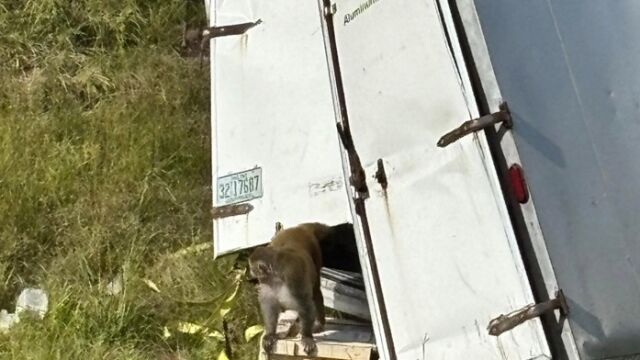 Бус, превозващ агресивни и заразени маймуни, катастрофирал, а те избягали? (ВИДЕО)