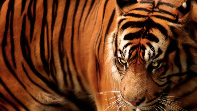 Снимка: Почина мъжът, нападнат от тигър във Великобритания