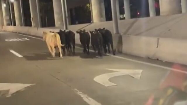 Снимка: Камион със 130 крави падна от надлез: Десетки загинаха, останалите хукнаха по улиците (ВИДЕО)