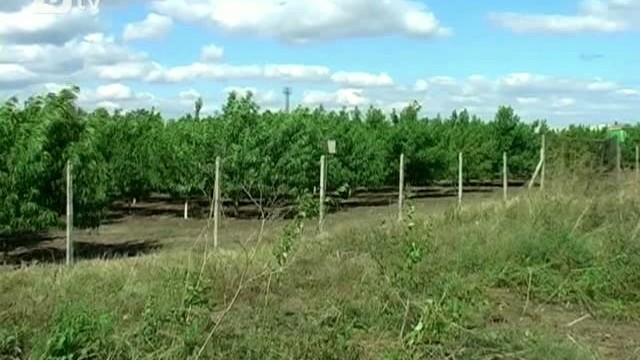 Снимка: Изтича срокът за подаване на заявления за директните плащания 