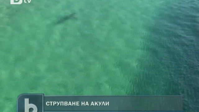 Снимка: Заснеха как стотици акули пируват с пасаж от риби