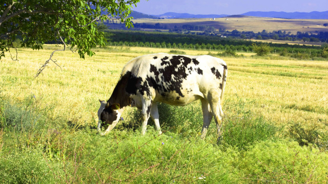 Снимка: Крави в огън, фермери в отчаяние: Криза с добитъка в Русия