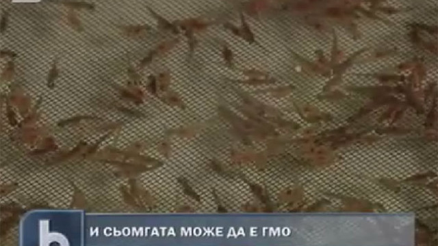 Снимка: Създадоха и ГМО сьомга