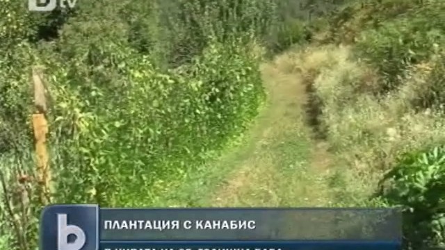 Снимка: Хванаха 65-годишна баба, отглеждала канабис  