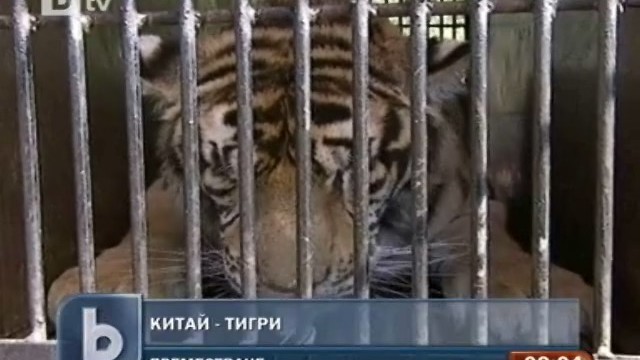 Снимка: 53 сибирски тигри с нов дом в Североизточен Китай