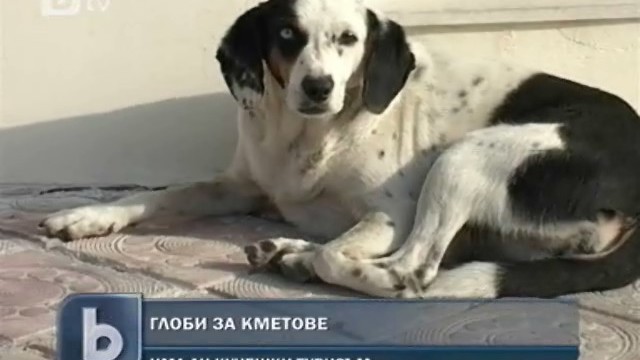 Снимка: Глобяват кметове за скитащи кучета 
