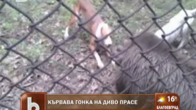 Снимка: Кървава гонка на диво прасе