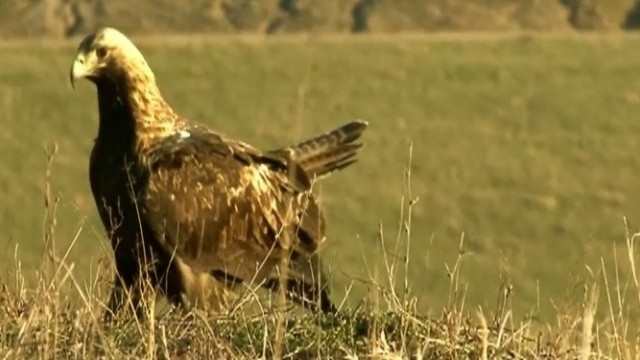 Снимка: Охранители пазят гнездата на застрашения царски орел в България