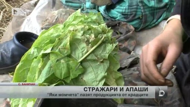 Снимка: Доброволци пазят от крадци земеделските имоти в Гоцеделчевско