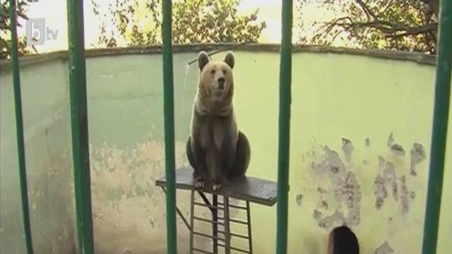 Снимка: Българските зоопаркове - бетонни концлагери, наследени от социализма