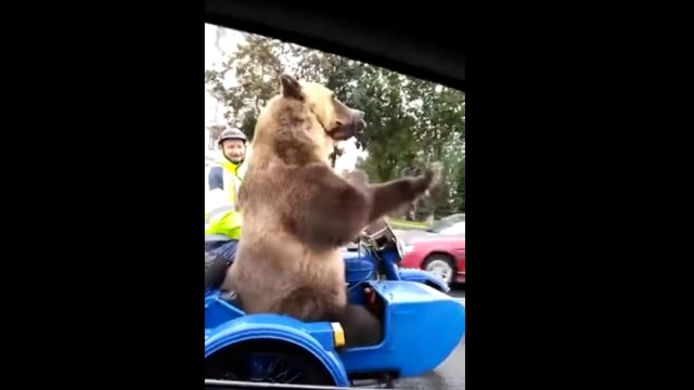 Снимка: Само в Русия: В градския трафик с мечка