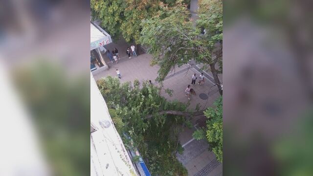 Снимка: Голям клон от дърво е паднал на главната пешеходна улица в Благоевград