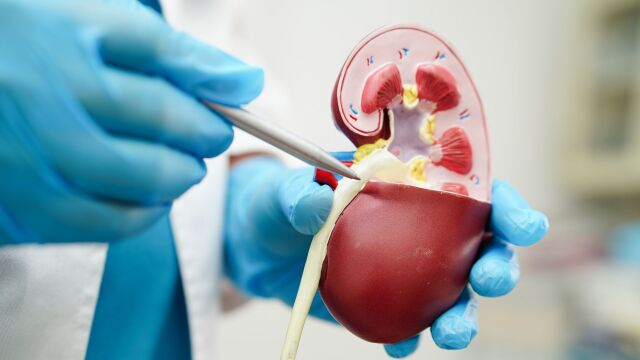 Снимка: Хронично бъбречно заболяване: Как да разпознаем ранните сигнали