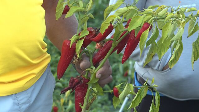 Снимка: „До нас изобщо не стига вода“: Земеделци 12 дни не поливат продукцията си, реколтата загива
