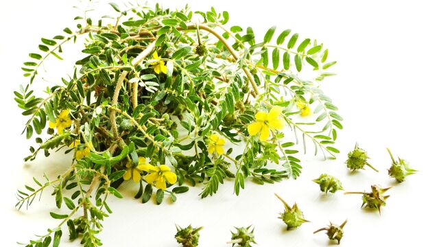 Снимка: Tribulus terrestris (бабини зъби) - какво знаем за популярната билка