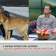 Семейство Цолови: След като застреляха кучето ни, започнахме да получаваме и заплахи, че и нас ще убият
