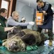 Как се прави рентгенова снимка на мечка (ГАЛЕРИЯ)